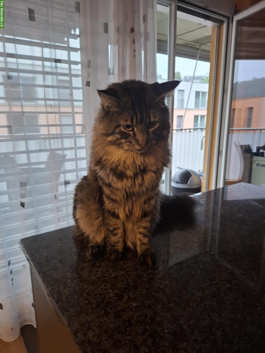 Norwegischer Mix-Kater, 1.5-jährig, sucht gleichaltrigen Artgenossen