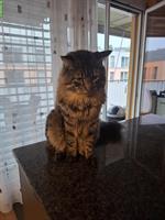 Norwegischer Mix-Kater, 1.5-jährig, sucht gleichaltrigen Artgenossen