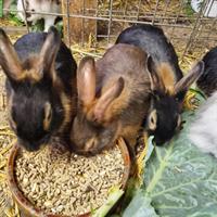 Junge Lohkaninchen zu verkaufen