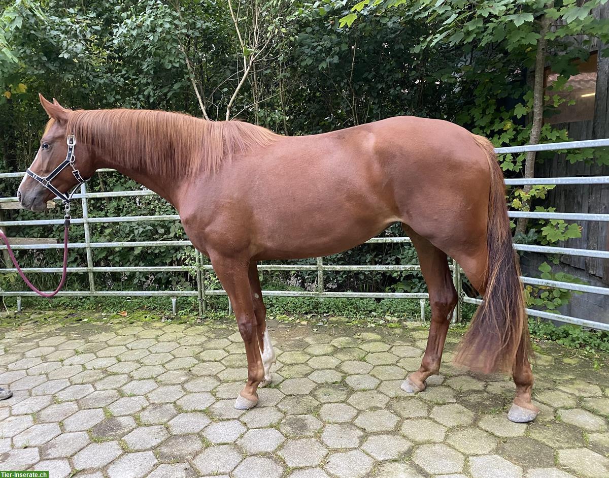 Trakehner Sportstute, Elite-Abstammung, direkt vom Züchter
