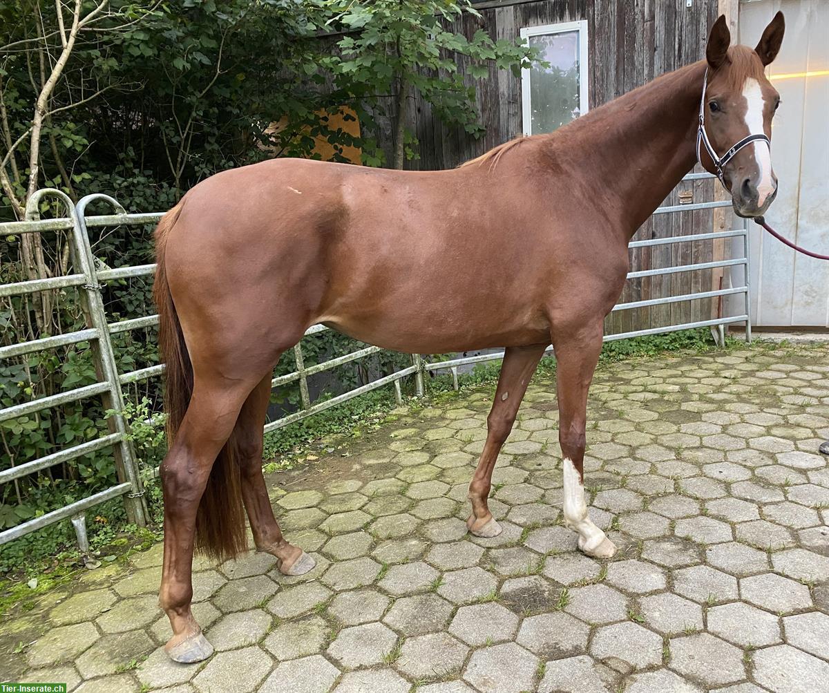 Bild 2: Trakehner Sportstute, Elite-Abstammung, direkt vom Züchter