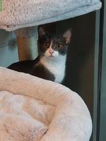 4 junge Katzenbabys warten noch auf IHRE Menschen