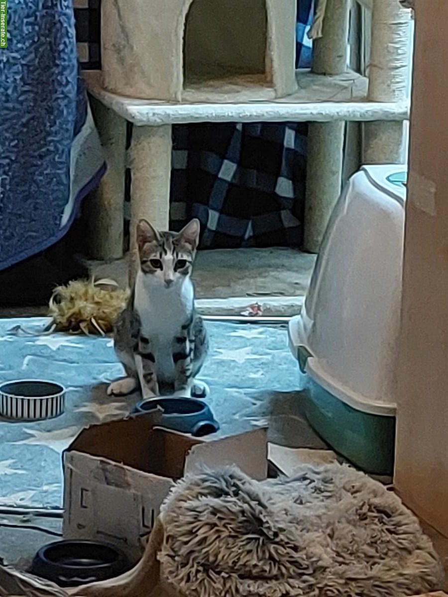 Bild 2: 4 junge Katzenbabys warten noch auf IHRE Menschen