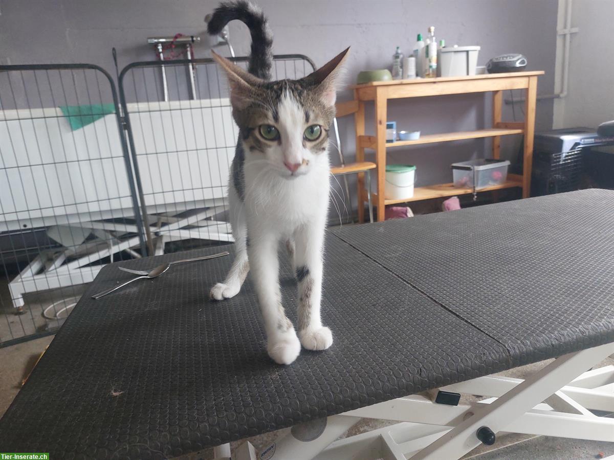 Bild 4: 4 junge Katzenbabys warten noch auf IHRE Menschen
