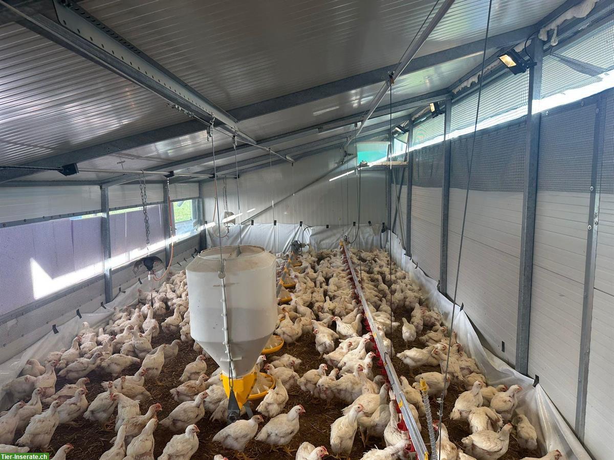Bild 3: Mobil Mastpouletstall zu verkaufen