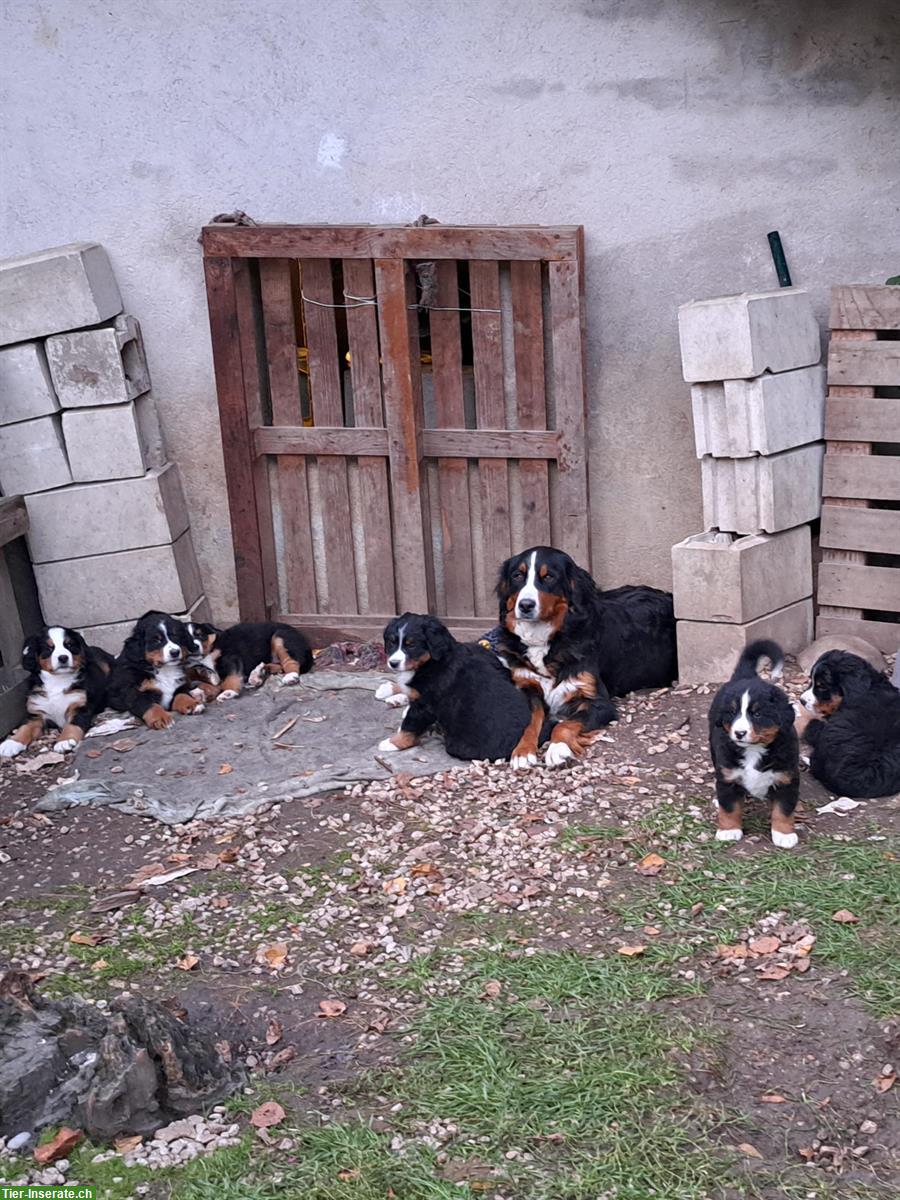 Reinrassige Berner Sennenhund Welpen vom Bauernhof