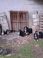Reinrassige Berner Sennenhund Welpen vom Bauernhof