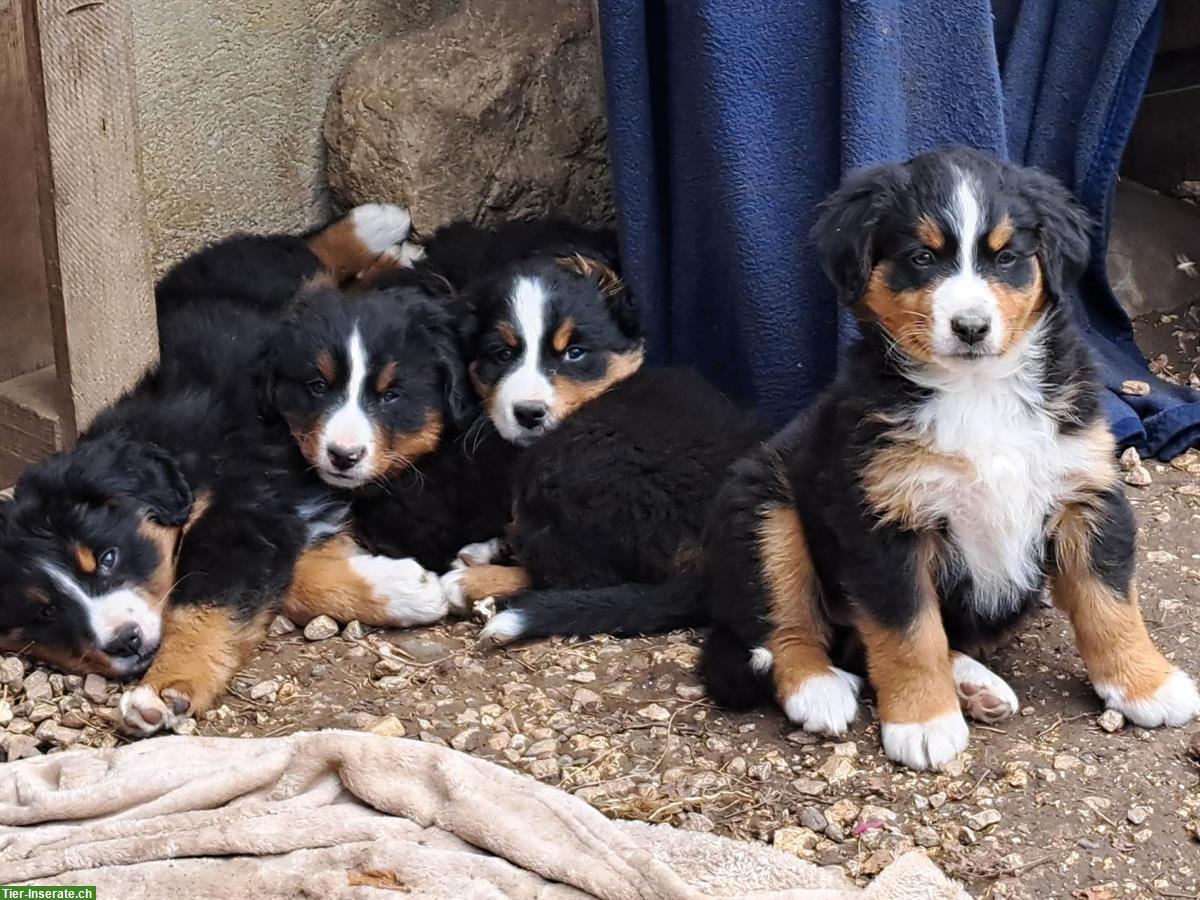 Bild 2: Reinrassige Berner Sennenhund Welpen vom Bauernhof