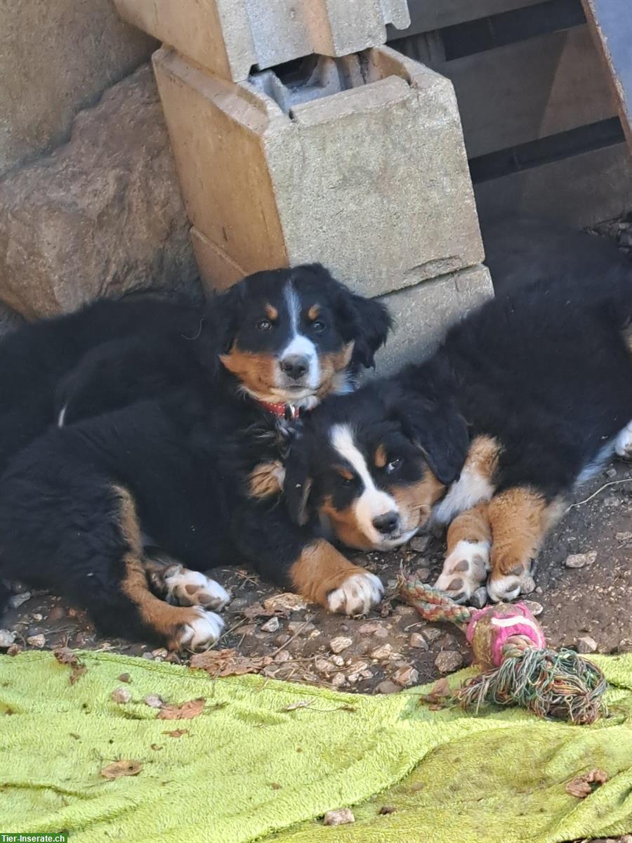Bild 3: Reinrassige Berner Sennenhund Welpen vom Bauernhof
