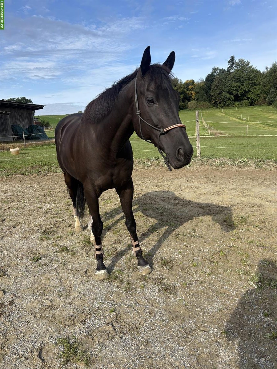 Reitbeteiligung für 8-jährig Wallach, Kanton Bern