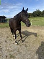 Reitbeteiligung für 8-jährig Wallach, Kanton Bern