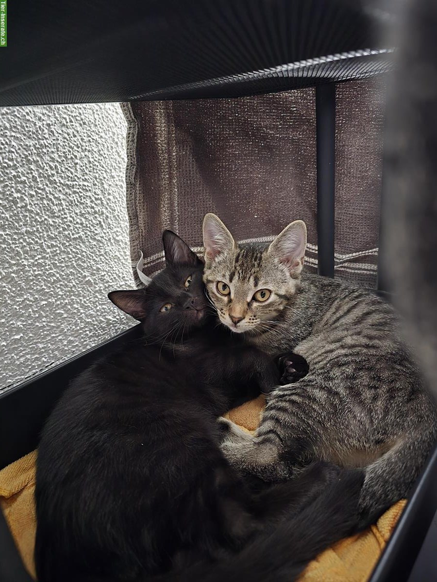 Zwei Kitten, schwarz und getigert, suchen ein Zuhause