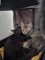 Zwei Kitten, schwarz und getigert, suchen ein Zuhause