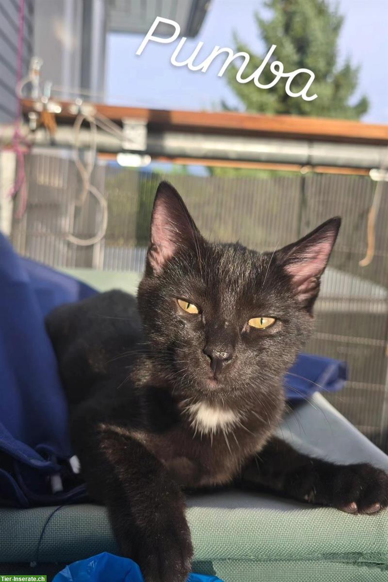 Bild 4: Zwei Kitten, schwarz und getigert, suchen ein Zuhause