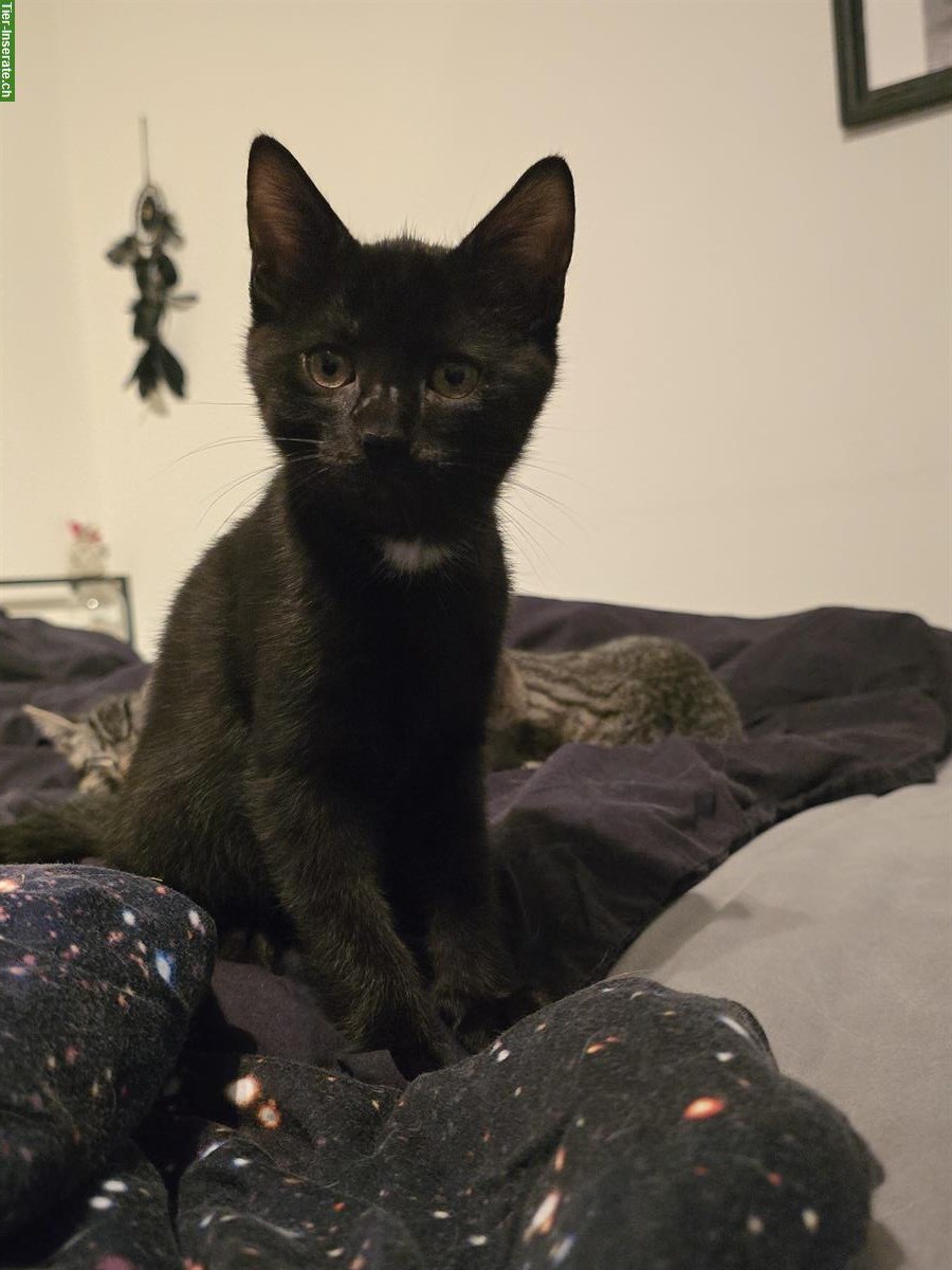 Bild 5: Zwei Kitten, schwarz und getigert, suchen ein Zuhause