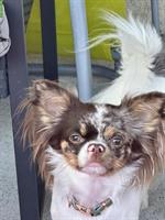 Chihuahua Hündin zu verkaufen