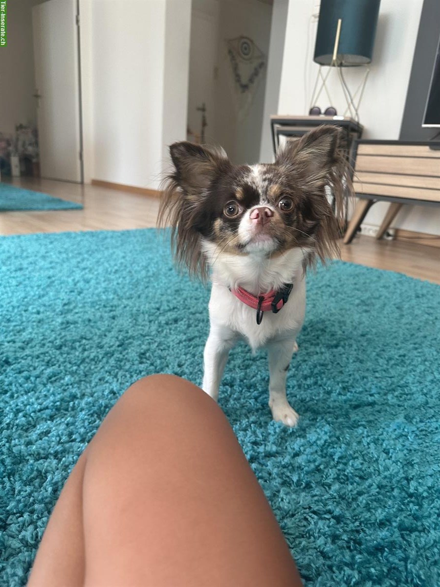 Bild 3: Chihuahua Hündin zu verkaufen