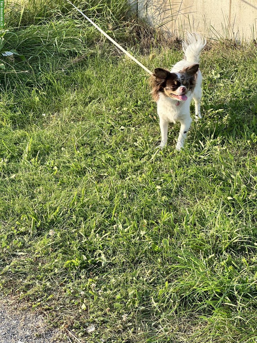 Bild 4: Chihuahua Hündin zu verkaufen