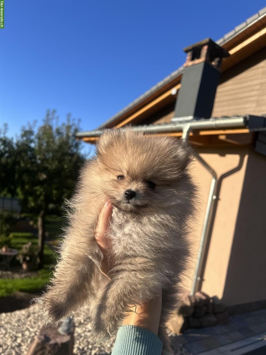 Pomeranian Welpen ab sofort abgabebereit