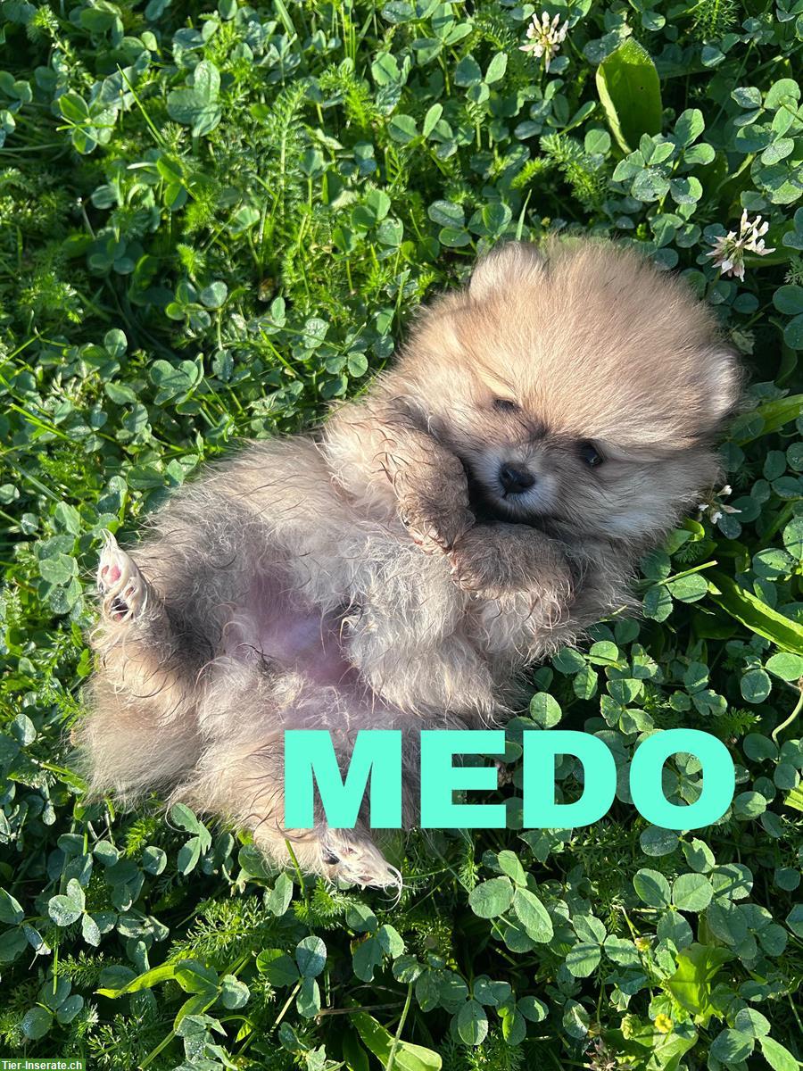 Bild 2: Pomeranian Welpen ab sofort abgabebereit