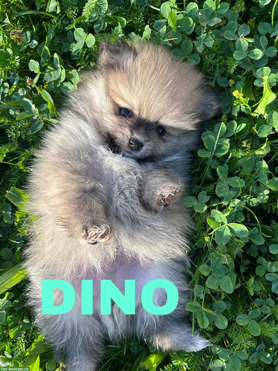 Bild 3: Pomeranian Welpen ab sofort abgabebereit