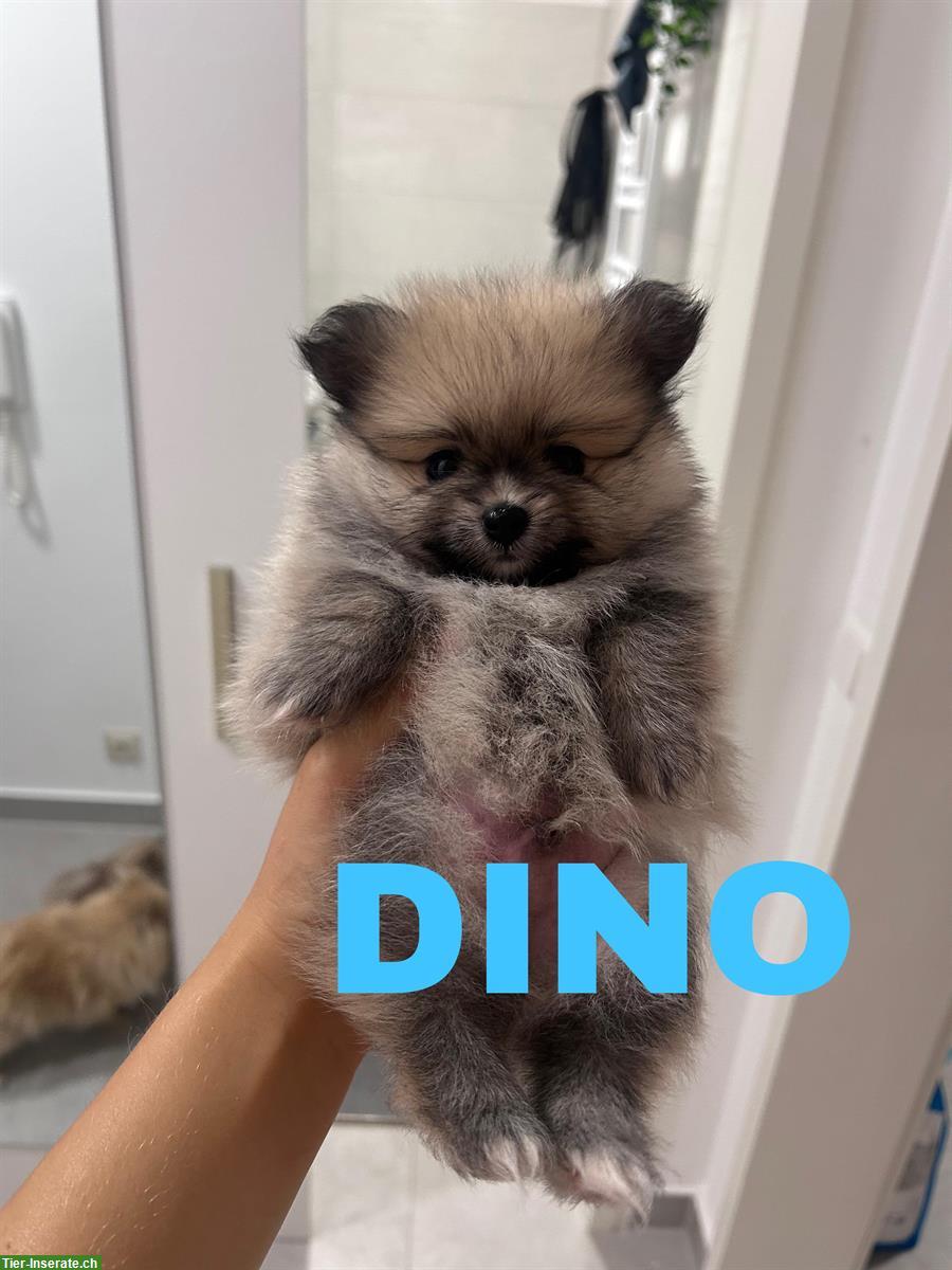 Bild 4: Pomeranian Welpen ab sofort abgabebereit