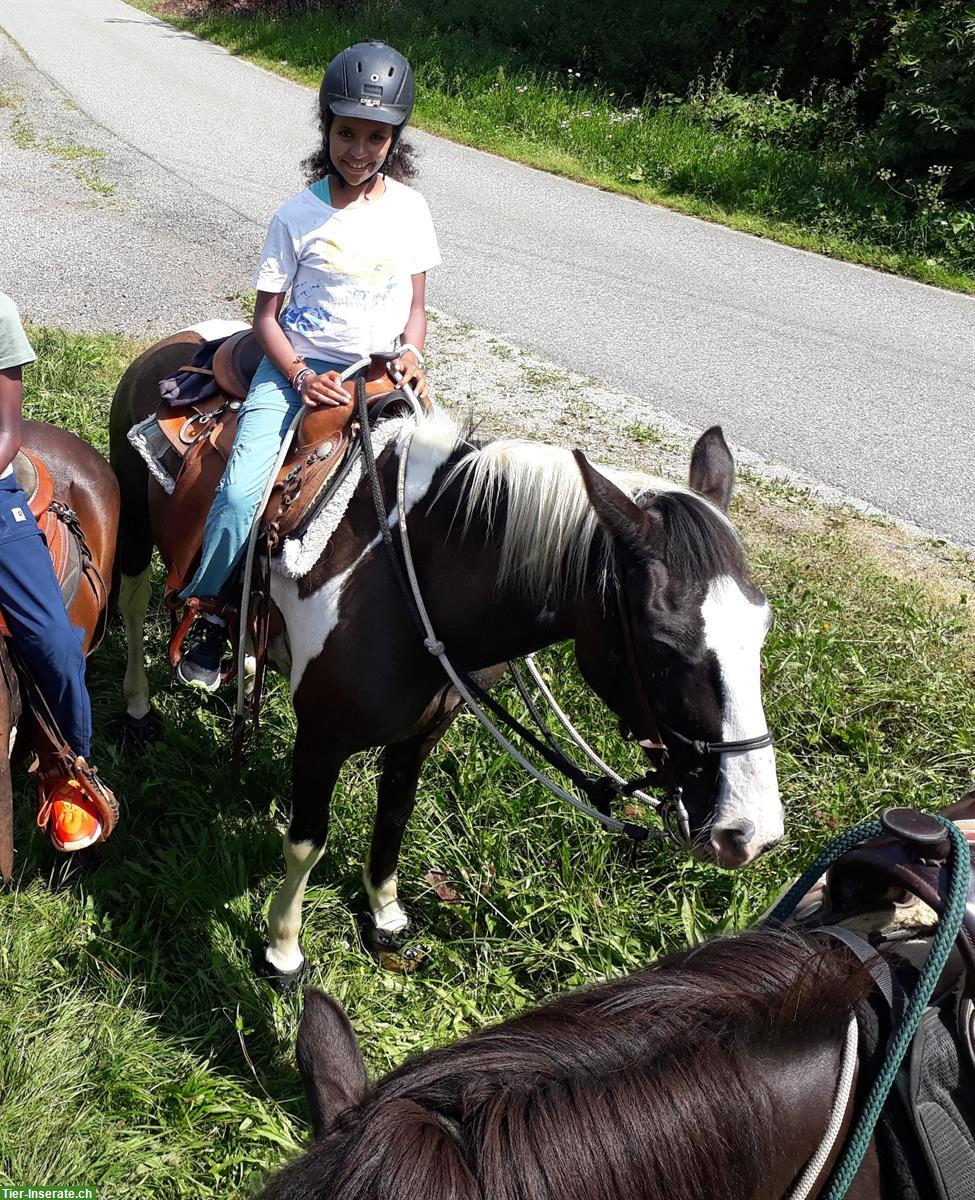 Bild 2: Liebe Scheck-Stute 1.40m, 23-jährig, für Kinder geeignet