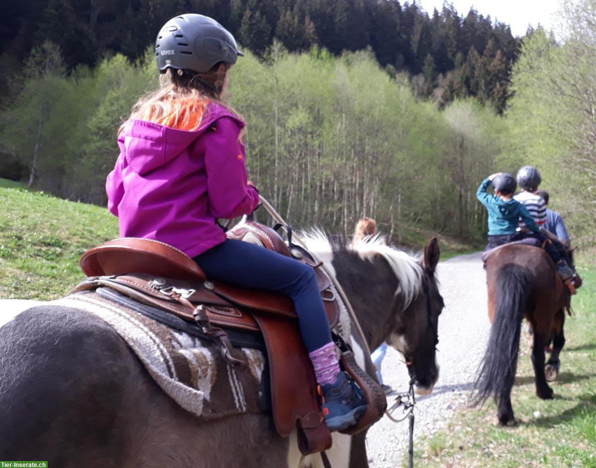 Bild 5: Liebe Scheck-Stute 1.40m, 23-jährig, für Kinder geeignet