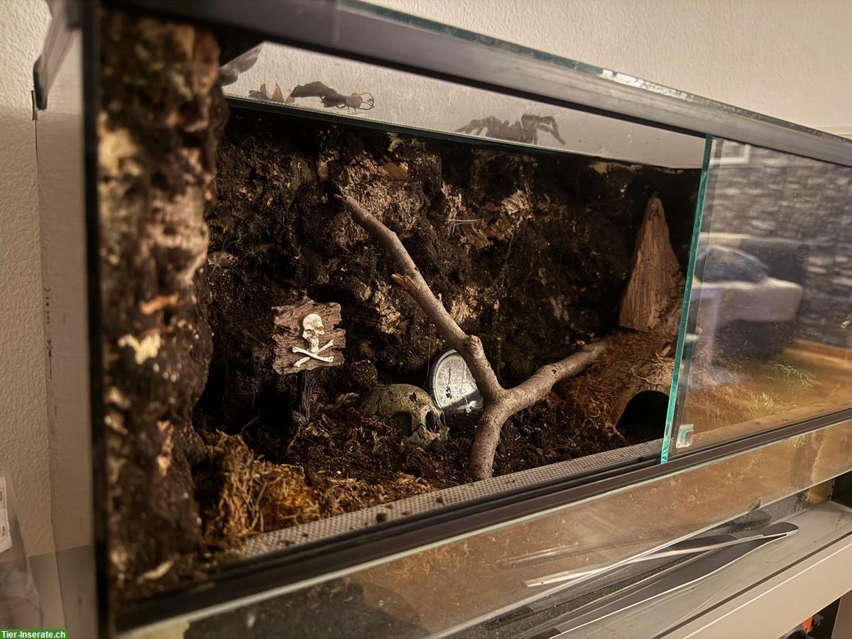 Glasterrarium, ideal für Vogelspinnen, zu verkaufen