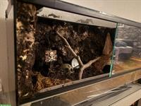 Glasterrarium, ideal für Vogelspinnen, zu verkaufen