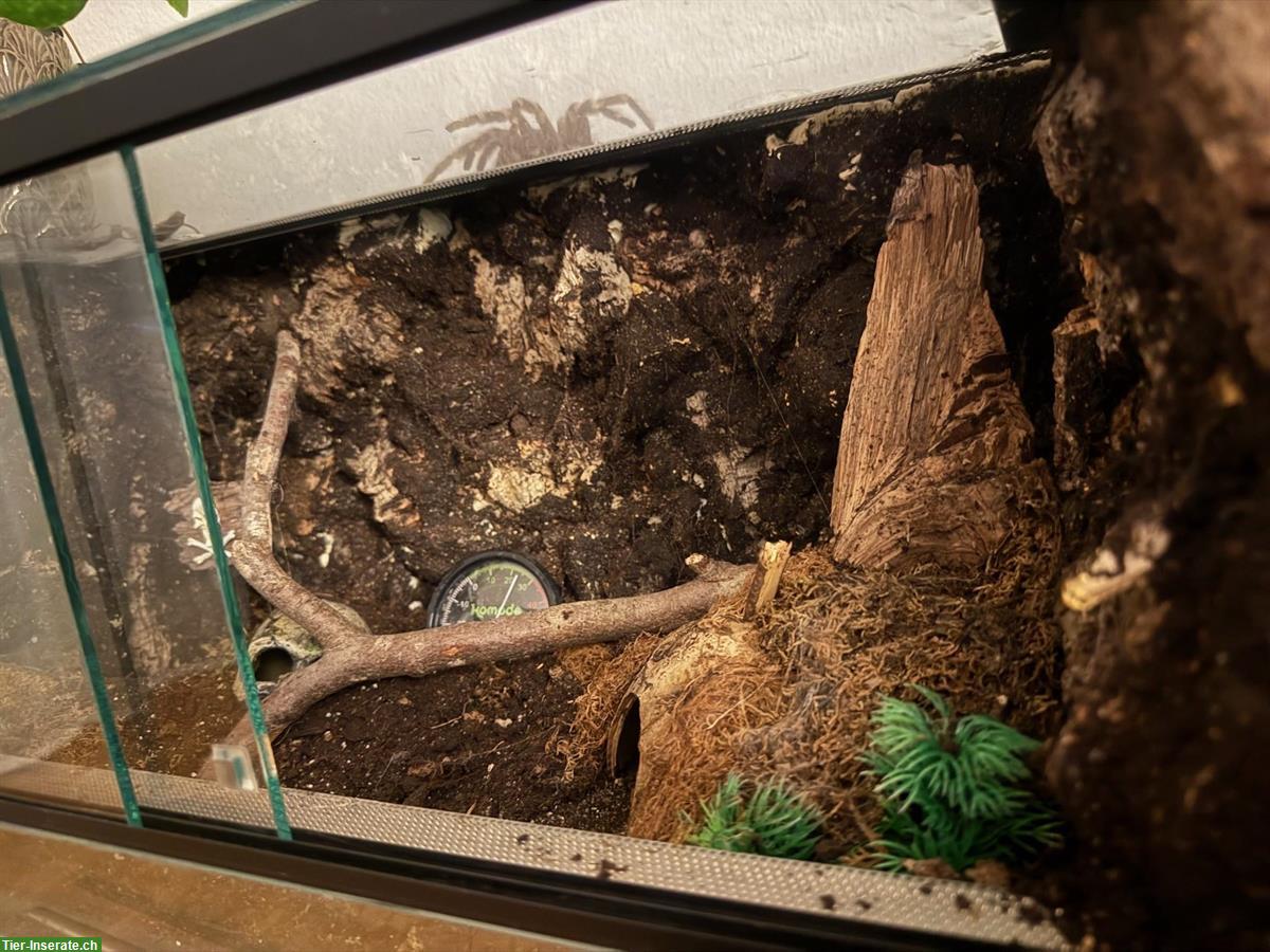 Bild 2: Glasterrarium, ideal für Vogelspinnen, zu verkaufen