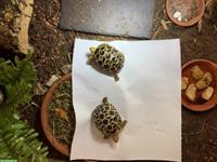 Birma-Sternschildkröten zu verkaufen