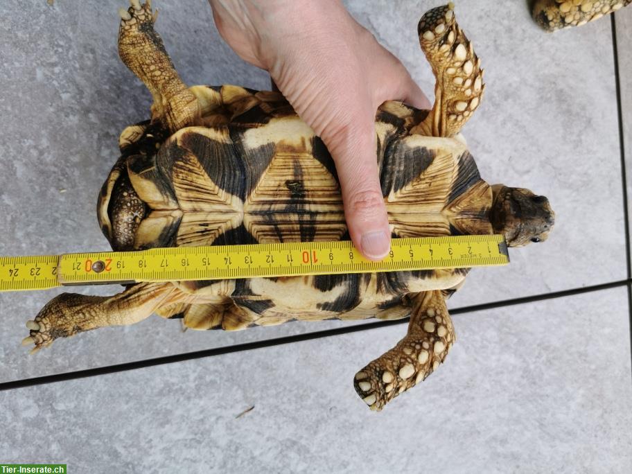 Bild 2: Birma-Sternschildkröten zu verkaufen