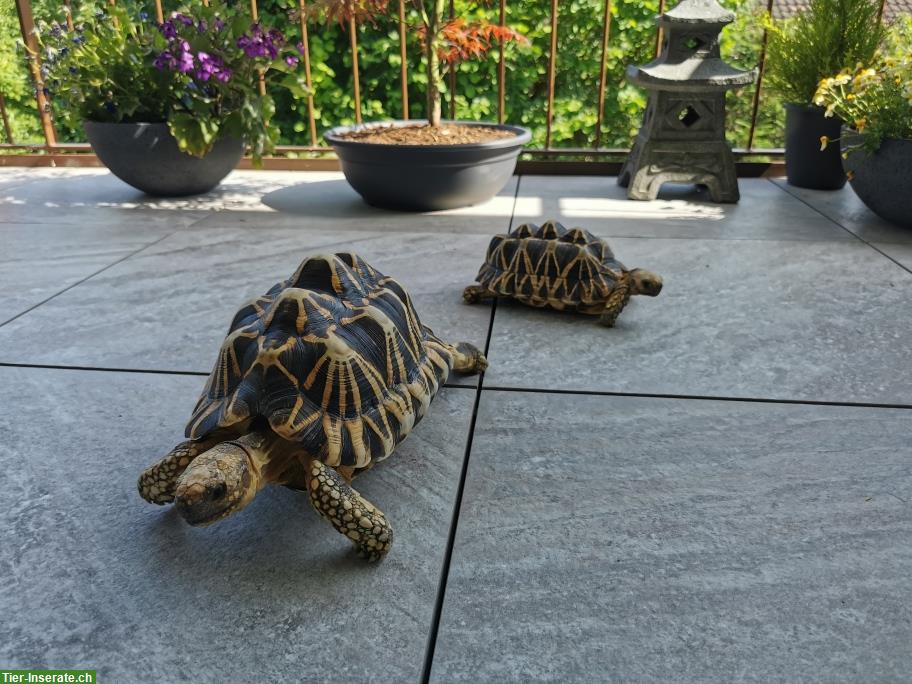 Bild 3: Birma-Sternschildkröten zu verkaufen