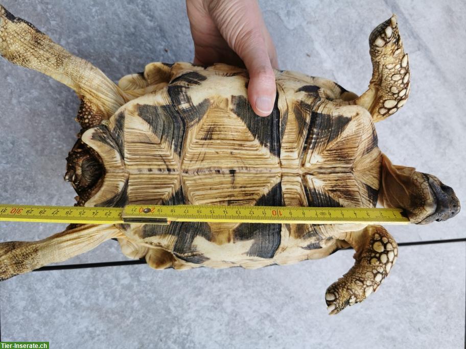 Bild 4: Birma-Sternschildkröten zu verkaufen