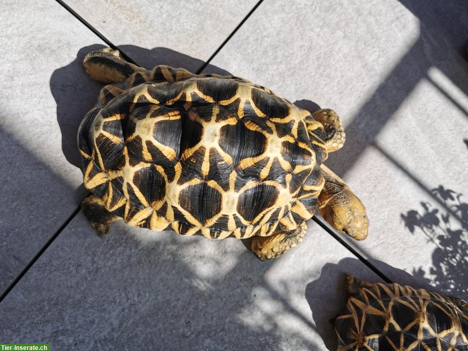Bild 5: Birma-Sternschildkröten zu verkaufen