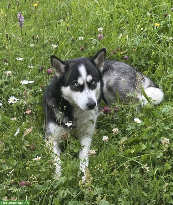 Siberian Husky Welpen zu verkaufen