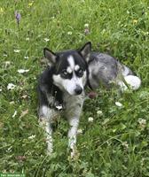 Siberian Husky Welpen zu verkaufen
