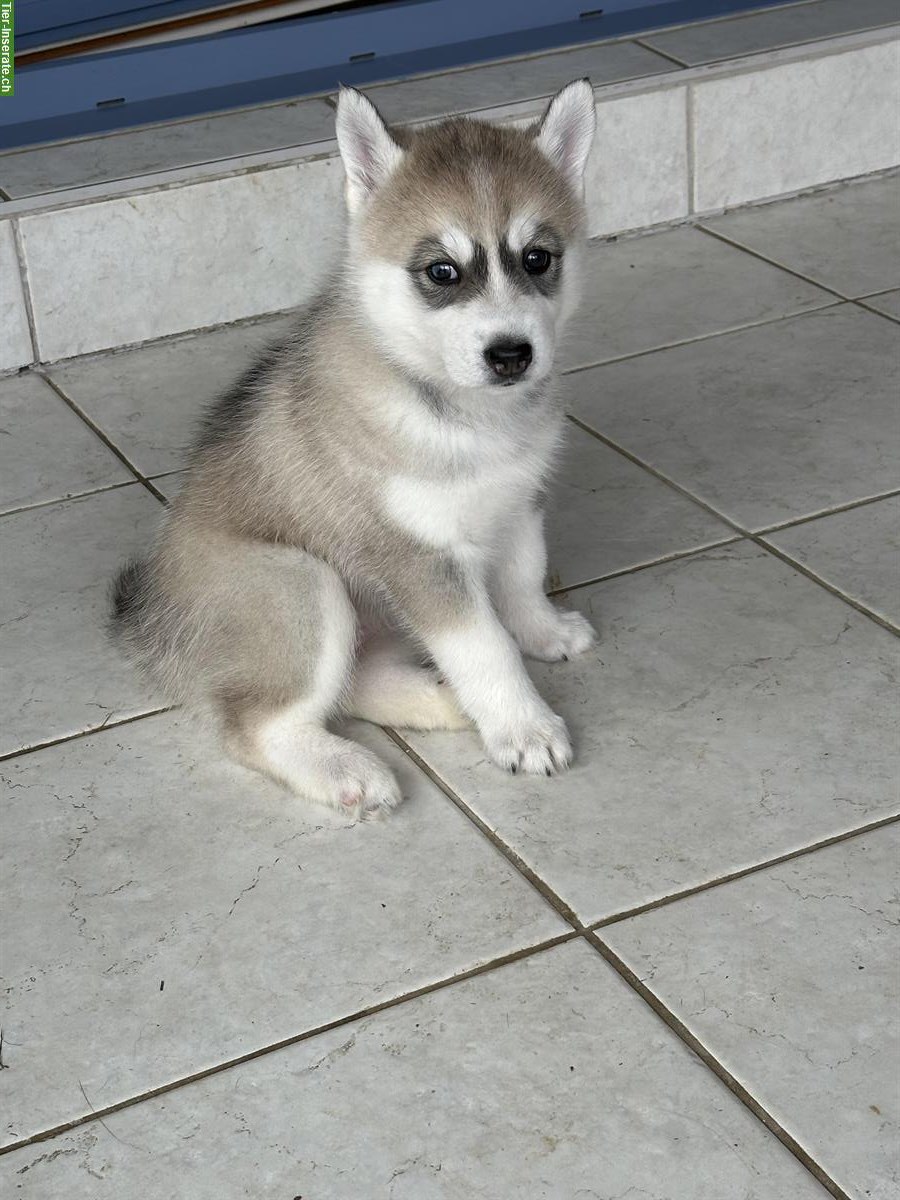 Bild 2: Siberian Husky Welpen zu verkaufen
