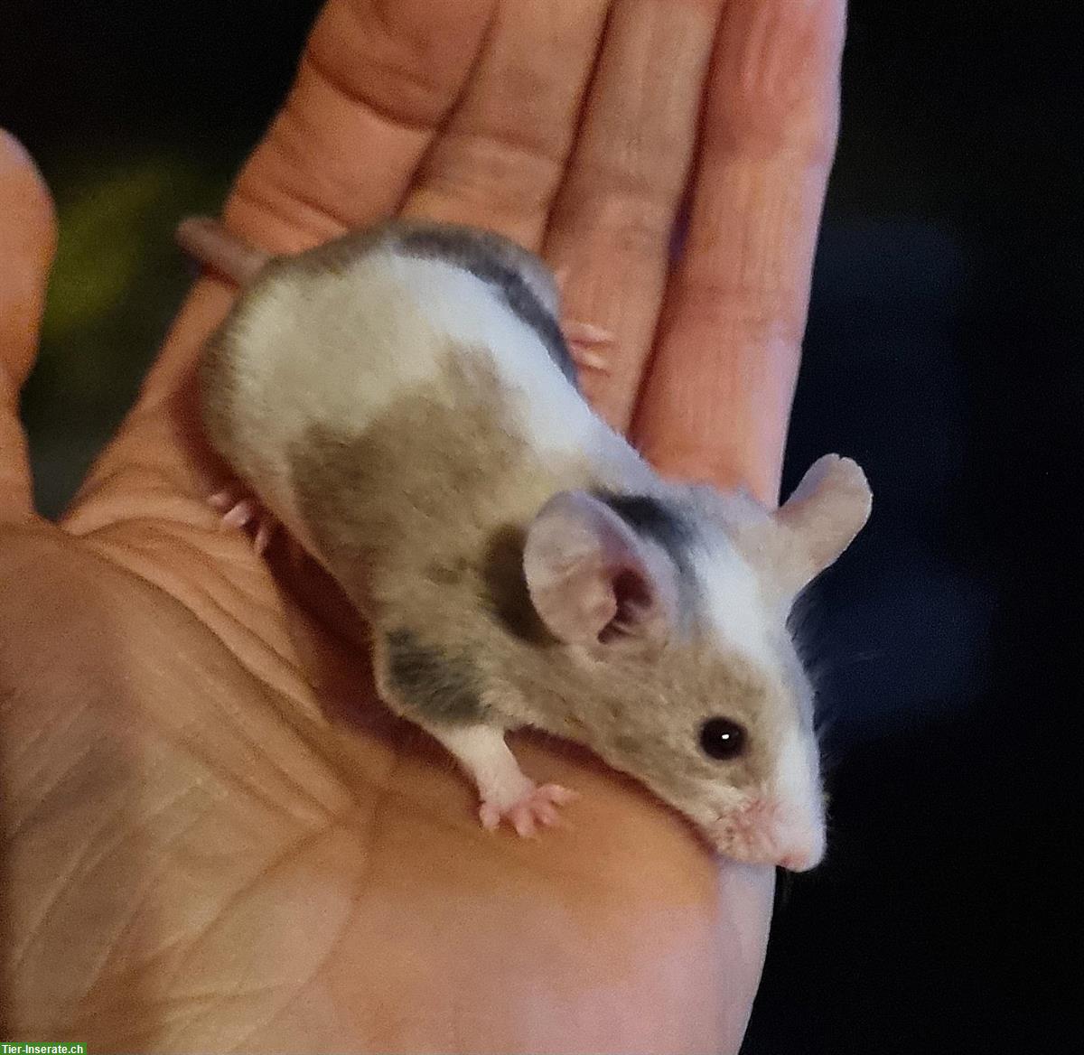 Bild 10: Farbmäuse Jungtiere, verschiedene Farben