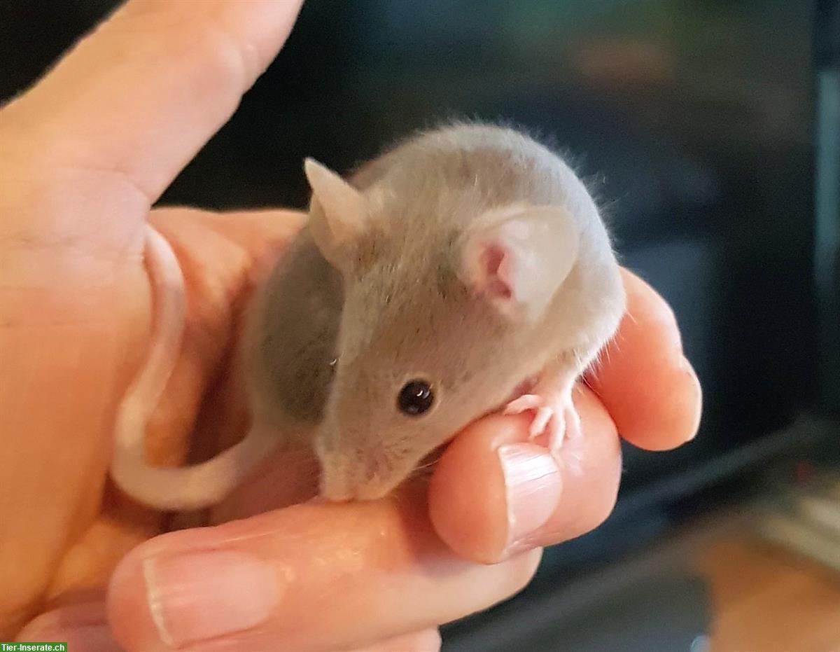 Bild 9: Farbmäuse Jungtiere, verschiedene Farben