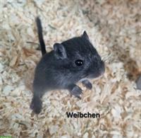 Wüstenrennmäuse Jungtiere abzugeben