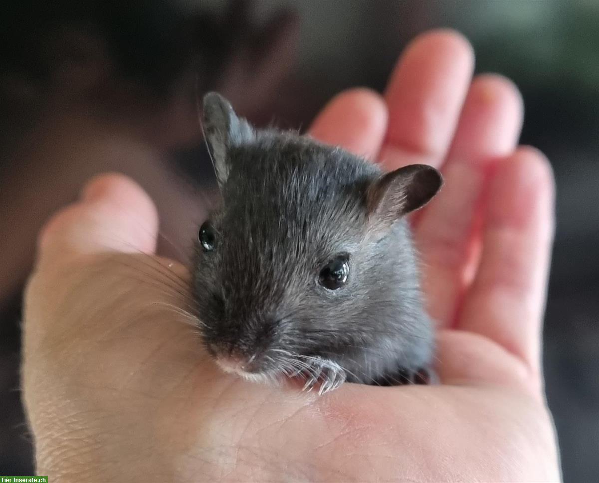 Bild 4: Wüstenrennmäuse Jungtiere abzugeben