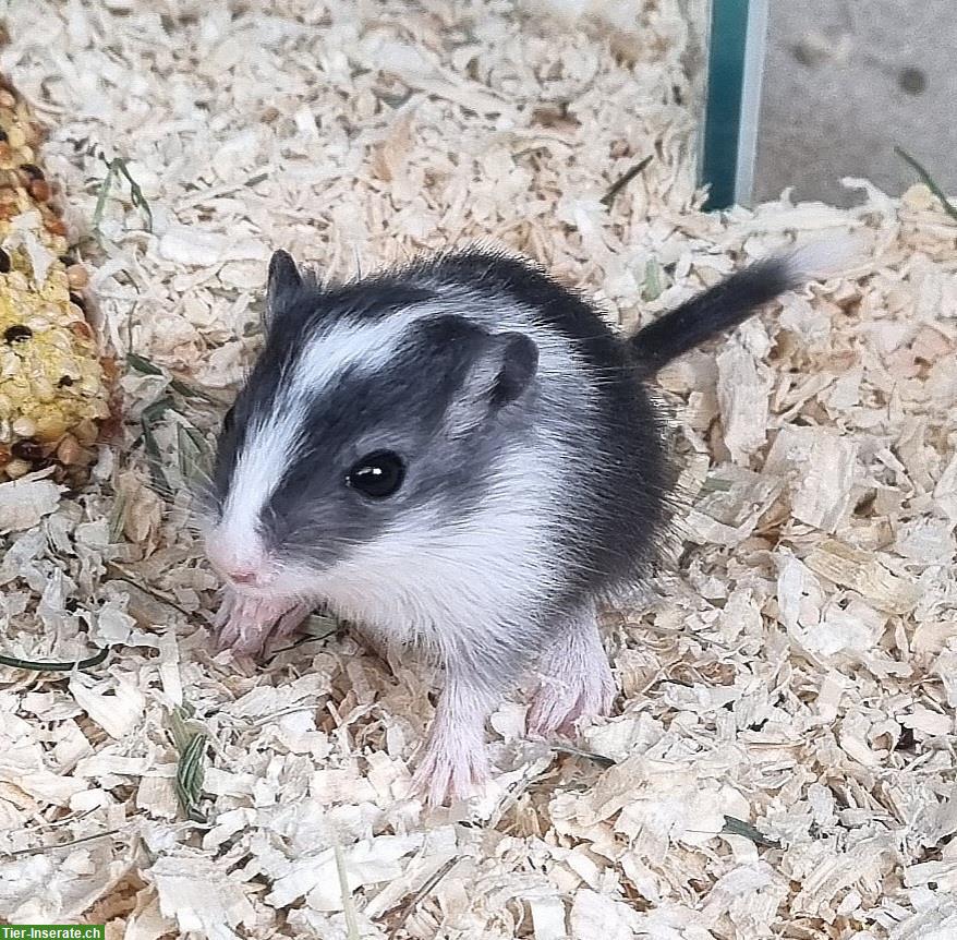 Bild 5: Wüstenrennmäuse Jungtiere abzugeben