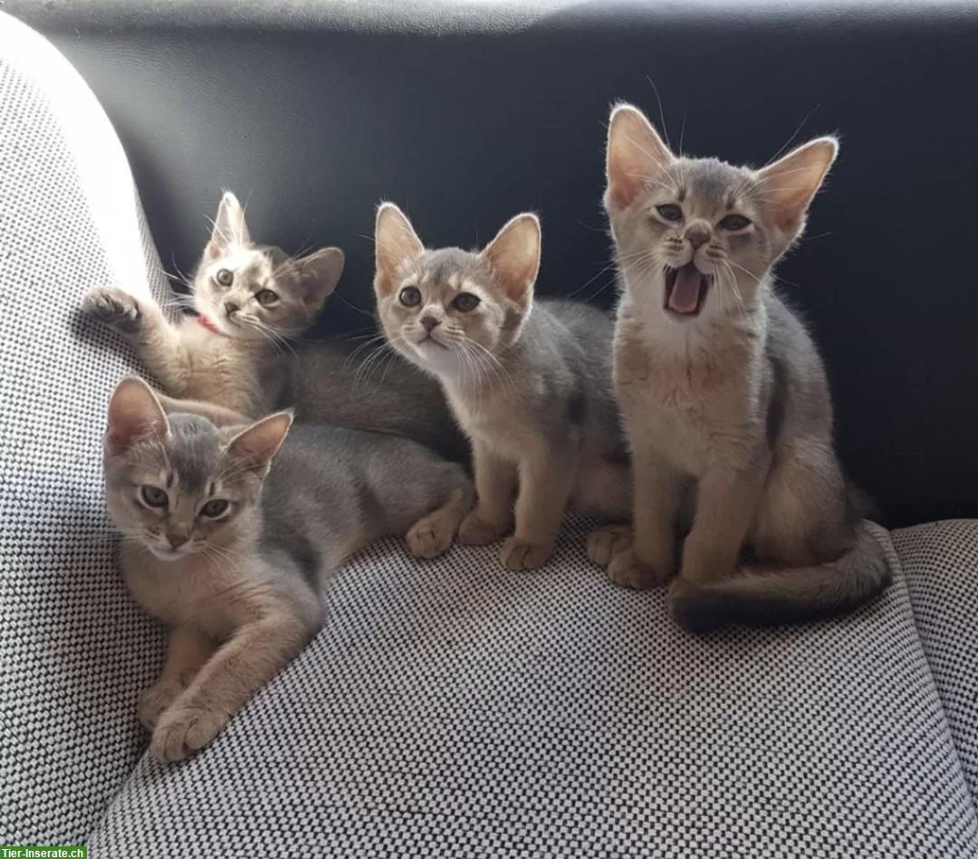 Wurfankündigung Abessinier Kitten