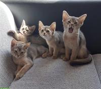 Wurfankündigung Abessinier Kitten