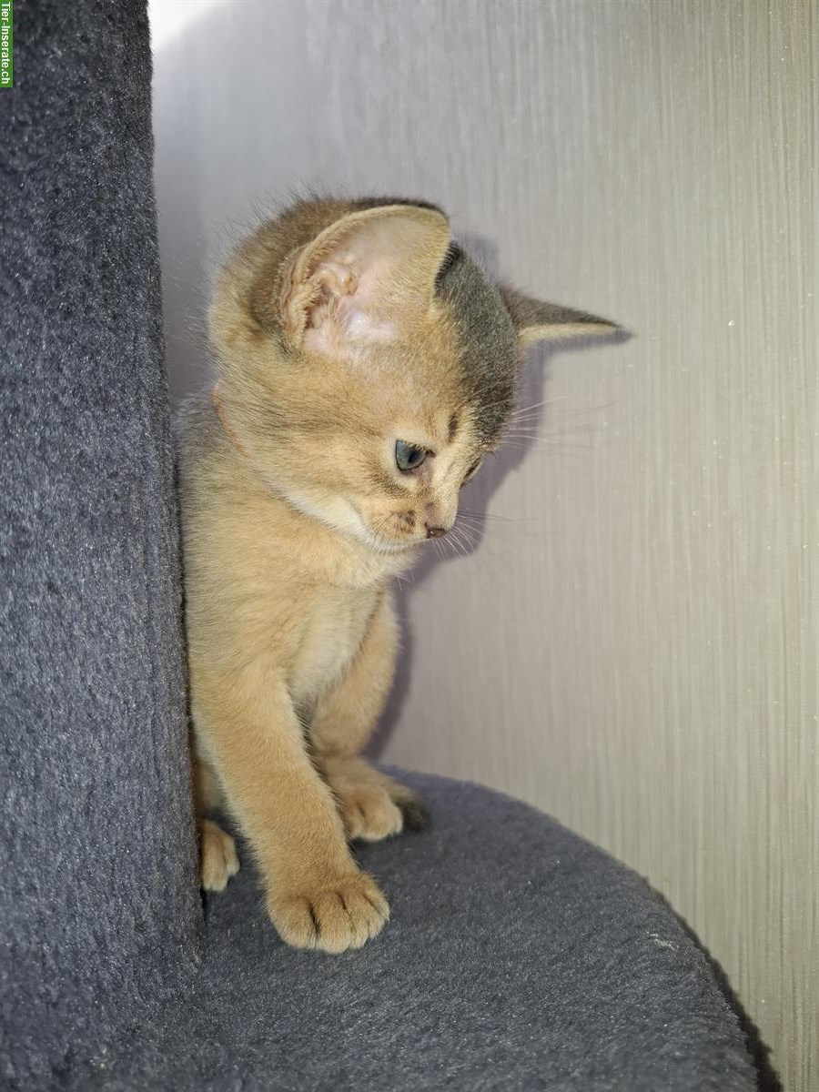 Bild 2: Anhängliche Abessinier Kitten in blue