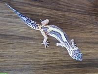 Junge Leopardgecko Weibchen suchen ein schönes Zuhause