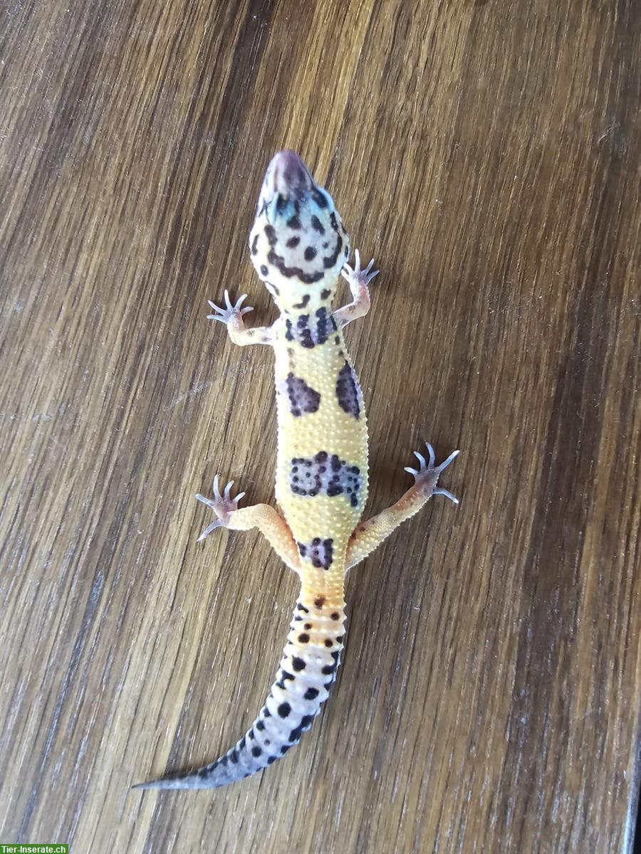 Bild 2: Junge Leopardgecko Weibchen suchen ein schönes Zuhause