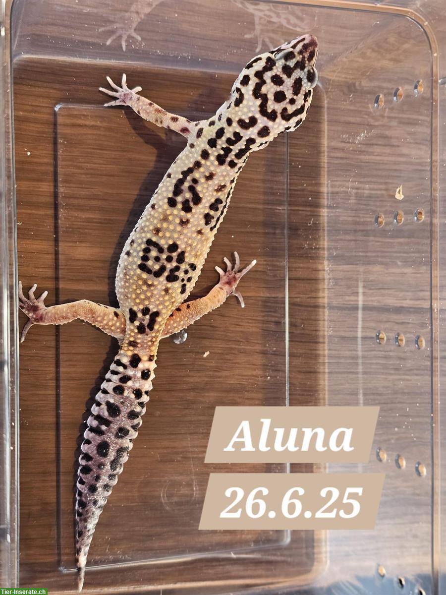 Bild 3: Junge Leopardgecko Weibchen suchen ein schönes Zuhause